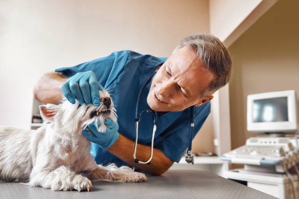 Best Walk-In Emergency Dentist in Pleasureville, PA